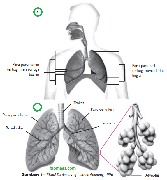 gambar paru-paru, bronkus, bronkiolus, dan alveolus dan keterangannya