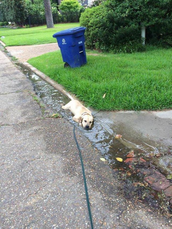 20 Photos Prove That Golden Retrievers Are The Best Dogs In The World