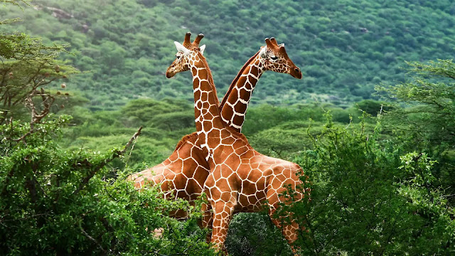 Giraffes