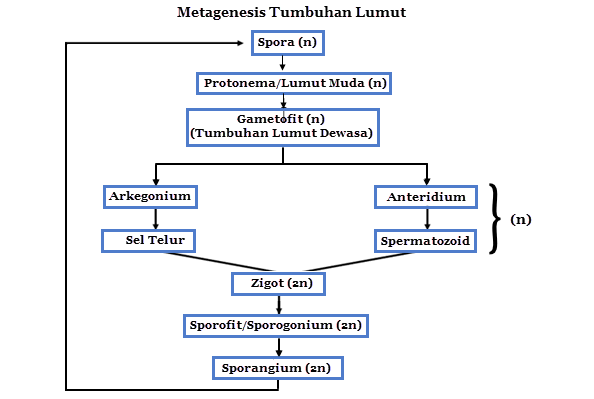 metagenesis