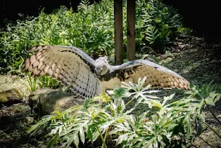 A Harpy Eagle