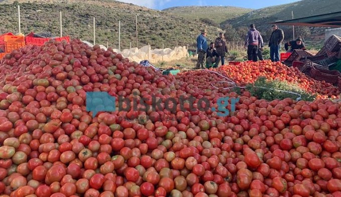 ΑΠΟΓΝΩΣΗ ΓΙΑ ΤΟΥΣ ΠΑΡΑΓΩΓΟΥΣ ΝΤΟΜΑΤΑΣ ΚΑΙ ΟΠΩΡΟΚΥΠΕΥΤΙΚΩΝ ΣΤΟΝ ΠΛΑΤΑΝΟ ΚΙΣΣΑΜΟΥ 