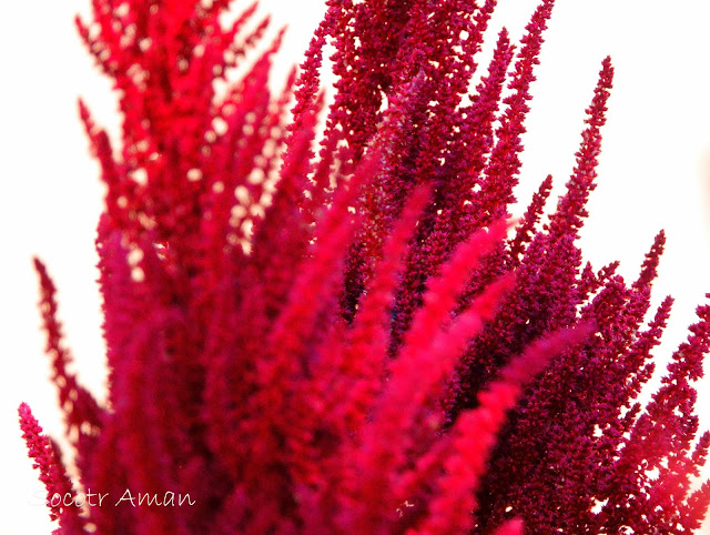 Amaranthus hybridus