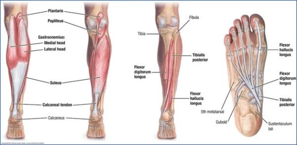 8 Mistakes That Are Keeping Your Calves Small