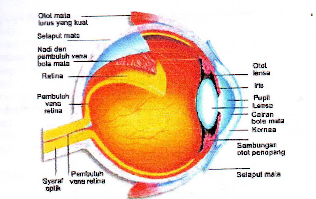 Indra Penglihatan dan Fungsinya