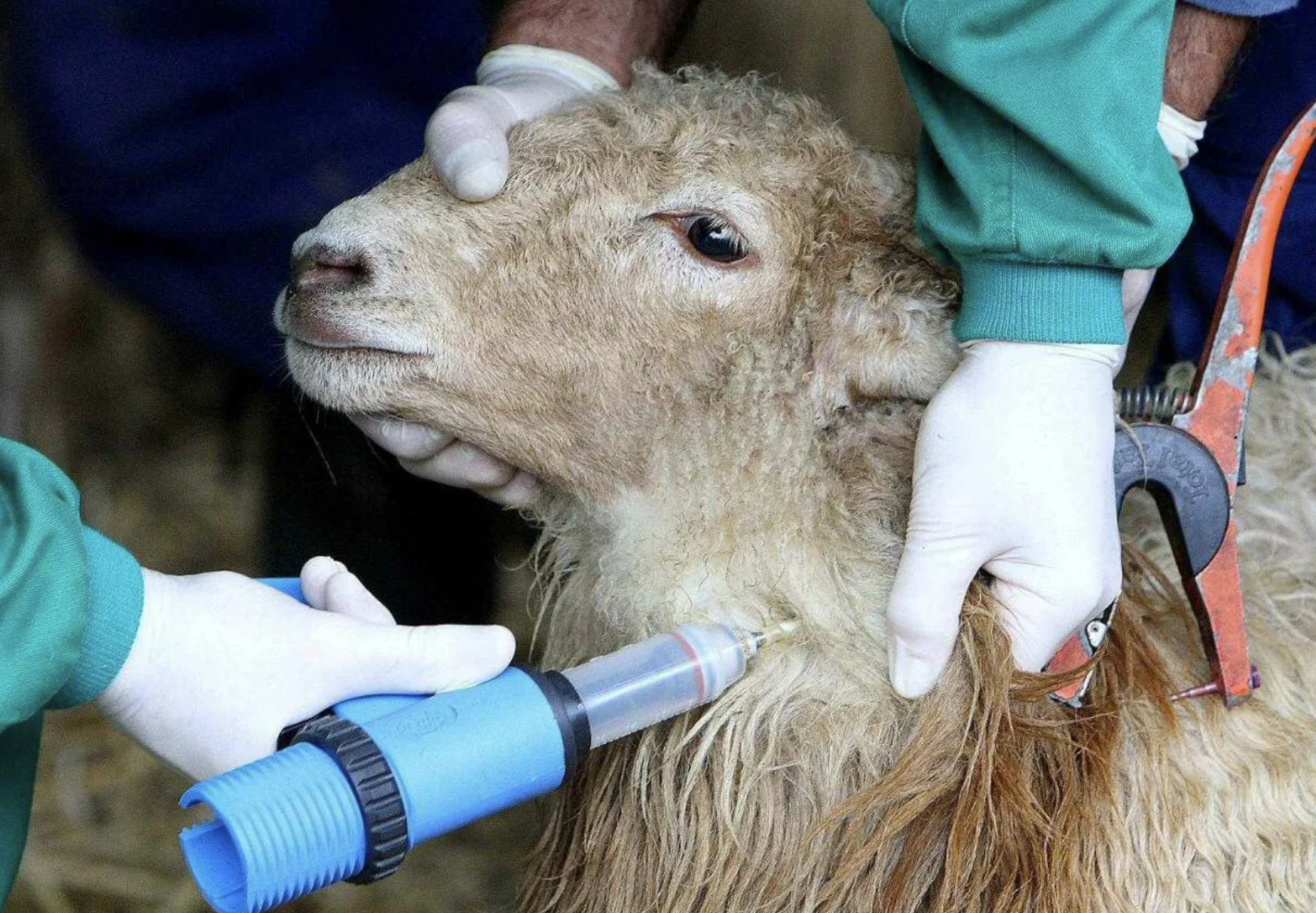 sheep  vaccination