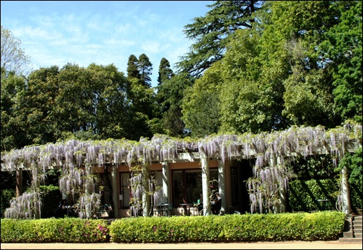 jardim serralves - porto - glicínias 11
