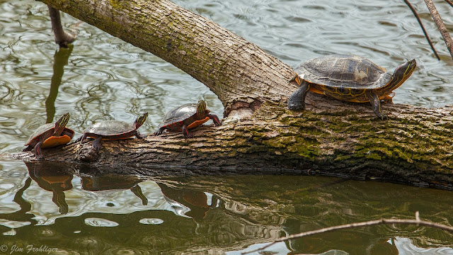 Imagenes de Tortugas en un rio