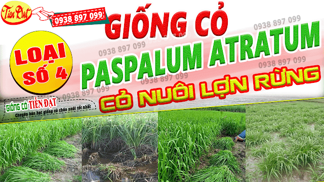 7 Loại giống cỏ nuôi lợn rừng năng suất cao nhất tại Việt Nam