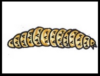 caterpillar,life cycle of butterfly, insect. kids caterpillar, cartoon