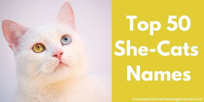 Top 50 Warrior Cat Name Generator For She Cats