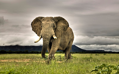 Best Animals Elephant Wallpapers , Elephant Backgrounds download Free HD, Desktop, Elephant, WideScreen, High Quality, Standard, Facebook Wallpapers Wild African Elephant Family in Jungle HD Wallpaper Elder Big Wild ElephantAnimal Wallpaper ,hd wallpaper beautiful hd wallpapers | Elephant  hd photos |Elephant  hd wallpapers | Elephant  hd images |Elephant  hd pics | Elephant  hd picturs | best animals Elephant  hd wallpapers | letest Elephant  hd images  | Elephant  images | Elephant  image | Elephant  photos | Elephant  pics | Elephant  picturs 