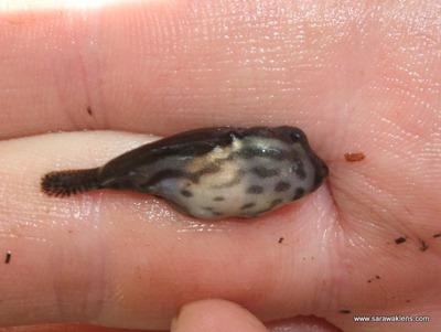 freshwater_puffer_carinotetraodon_salivator_2