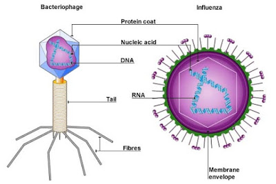 virus influenza