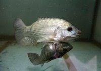 Conjoined Tilapia from Bangkok Aquarium