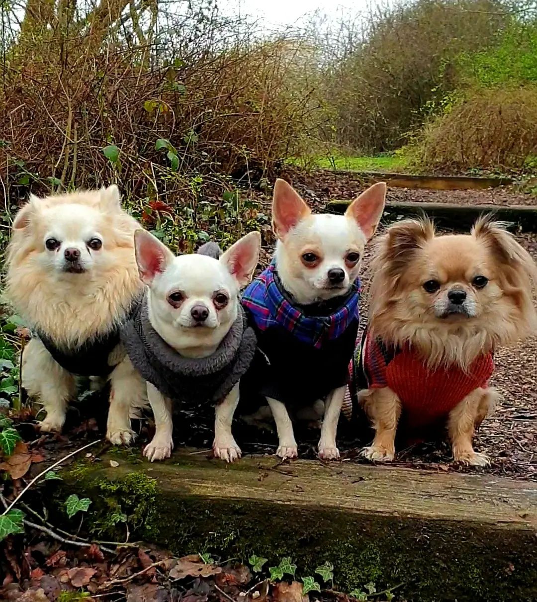 4 chihuahua dogs