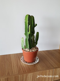 cactus-mandacaru-sala