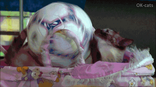 Amazing Cat GIF • Neymar cat purrfectly juggling a soccer ball like this human. Infinite loop