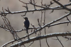 did I see a bluebird today?