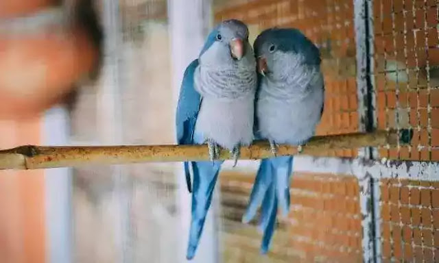 Budgie-pairs