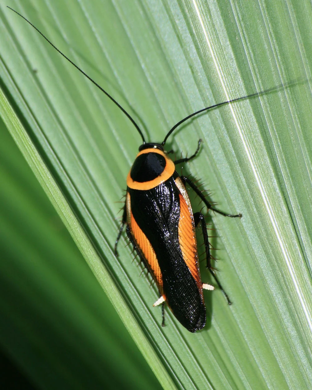 แมลงสาบนิลทอง Gold-bordered Cockroach ชื่อวิทยาศาสตร์ Hemithyrsocera histrio