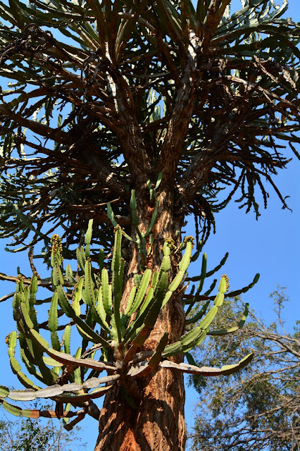 Euphorbia confinalis
