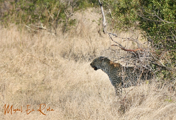 Leopardo en Kruger