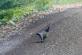 ruffed grouse on North Woods road