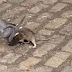 VÍDEO: RATO E POMBO BRIGAM NO MEIO DA RUA; ASSISTA!