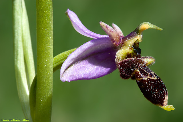 Orquídea silvestre (Ophrys scolopax)