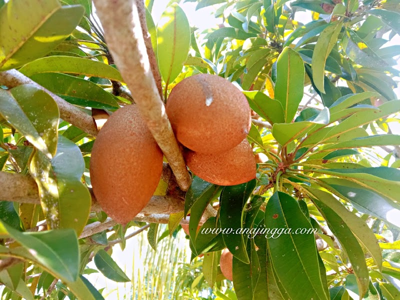 Bagaimana nak tahu buah ciku dah boleh di petik  