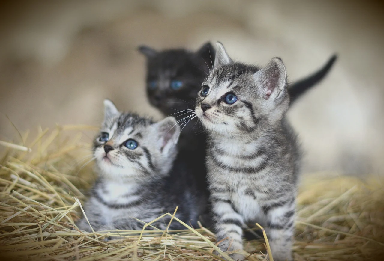 Two adorable kittens sitting in a pile of hay.