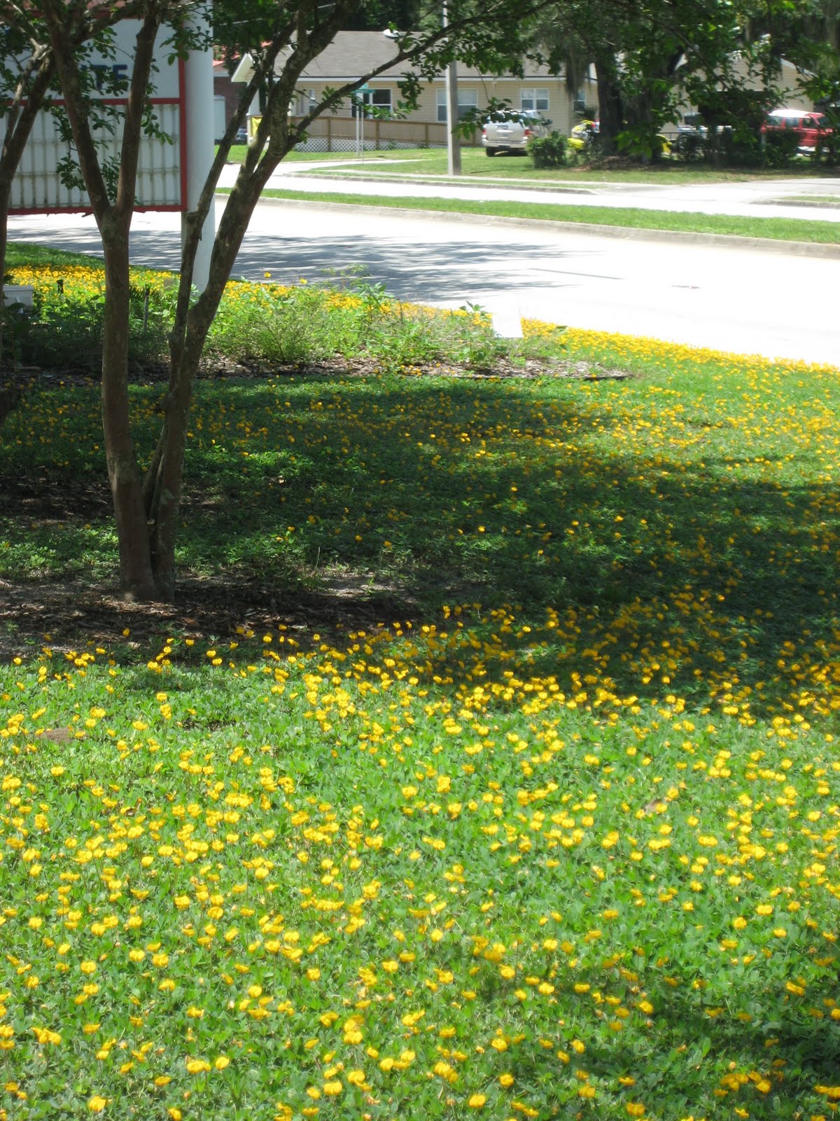 Shade Perennials