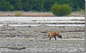 Baby Bear on Klehini River