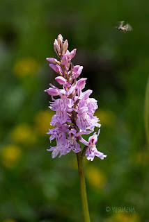 Dactylorhiza fuchsii, Orquídia de Fuchs, imatge de Miquel Ureña