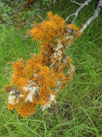 Orange Lichen on Mount Haleakala, Maui, Hawaii