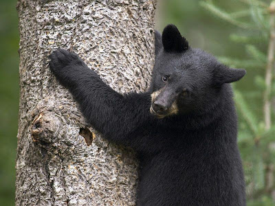 Foto de oso treopando un árbol