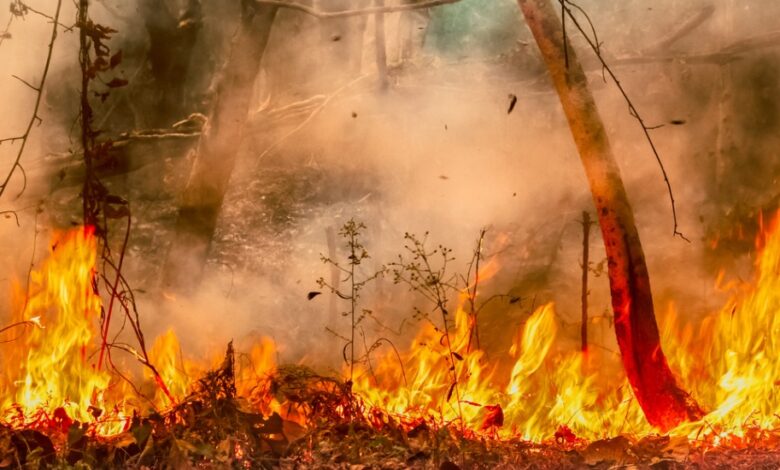 Aumenta o número de queimadas no Amazonas
