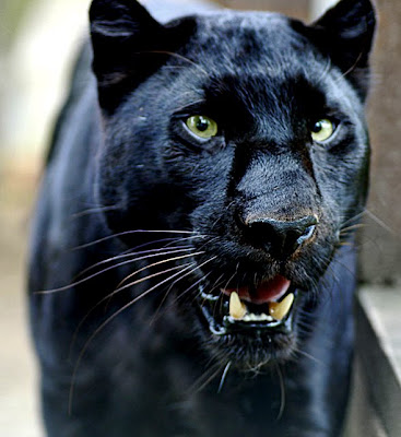 black leopard panther