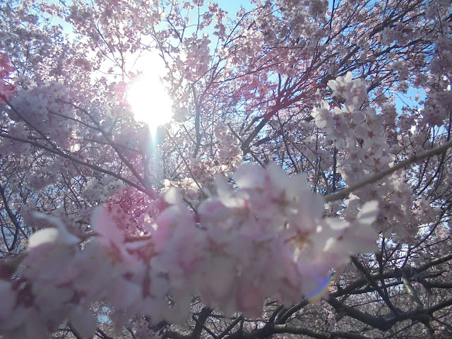 とっとり花回廊のソメイヨシノ桜