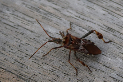 - Bladpootrandwants - Leptoglossus occidentalis