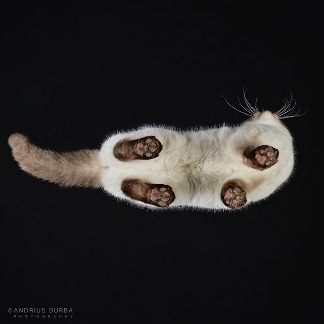 Fotógrafo revela uma forma diferente de se ver os gatos