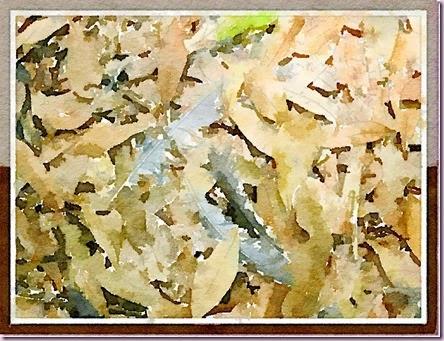 leaves2