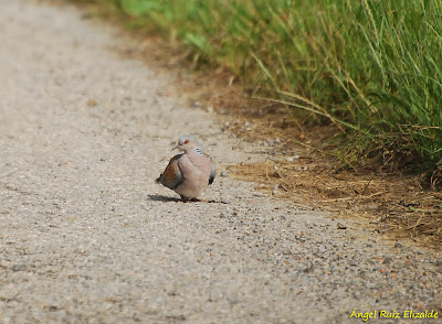 Turtle Dove