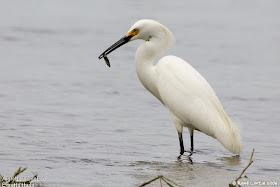 garcita blanca Egretta thula American herons