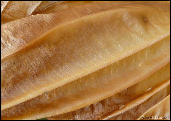 P1210126