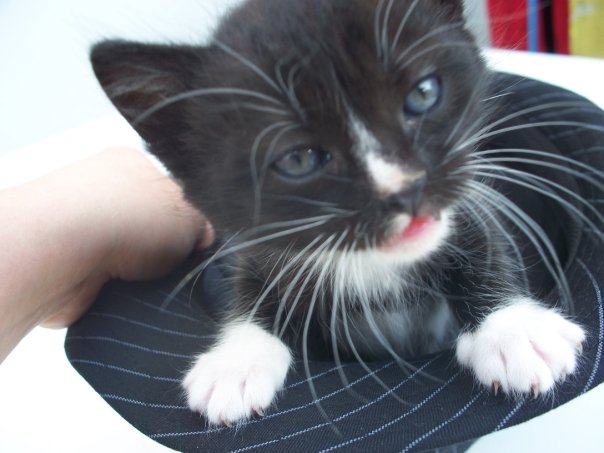 Je Dois Savoir Chat Le Chaton Mange Sa Litiere Il Y A Une Solution Entretien De La Litiere Je Dois Savoir Chat Le Chaton Mange Sa Litiere Il Y A Une Solution Entretien De La Litiere
