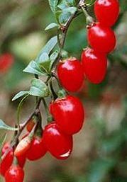 Goji Berry Advance Weight Loss