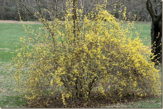 Forsythia_Bush