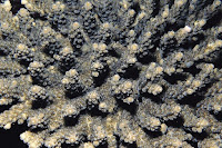 aksial radial koralit acropora branchi